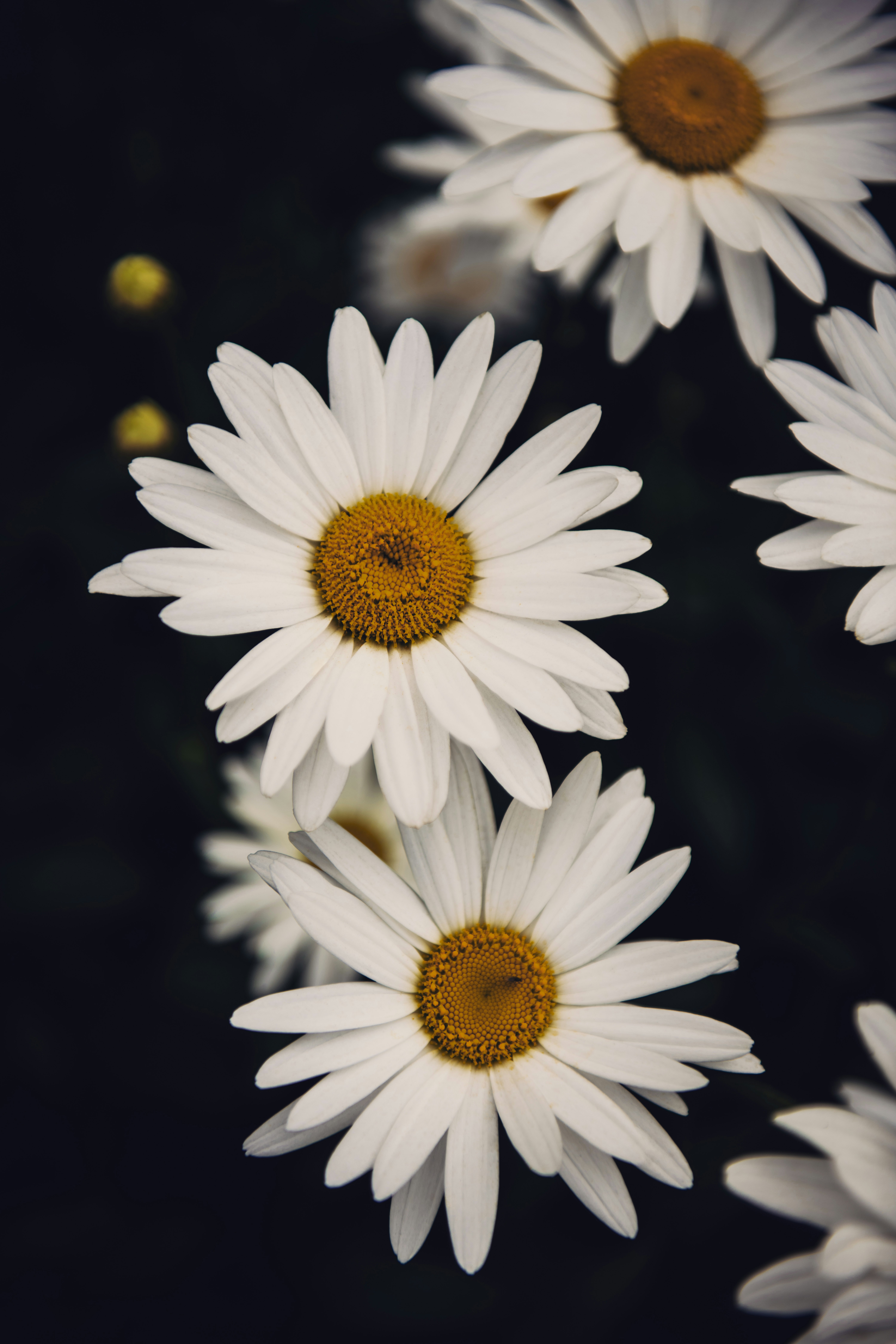 white daisies in bloom